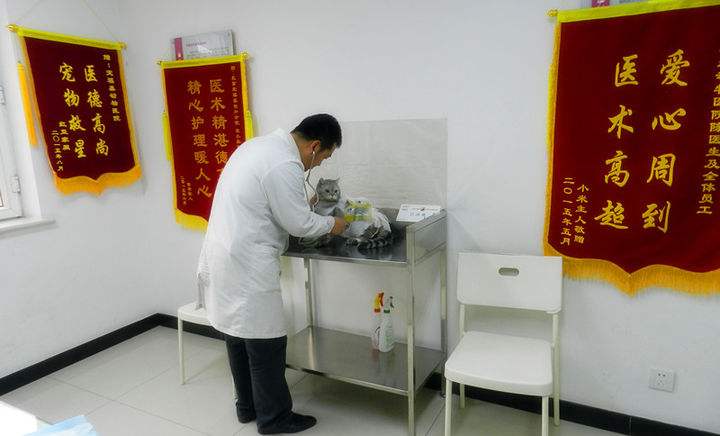 杭州专业动物医院装修,杭州专业动物医院怎么装修,杭州宠物医院装修 杭州专业动物医院装修,杭州专业动物医院怎么装修,杭州宠物医院装修